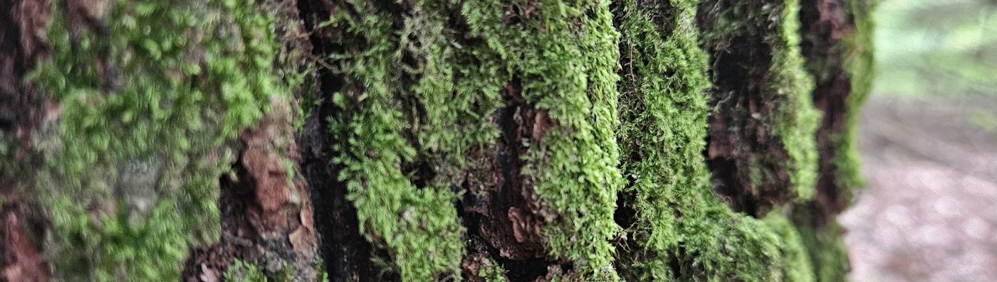 Naturcoaching Dennis Bartelmäs 