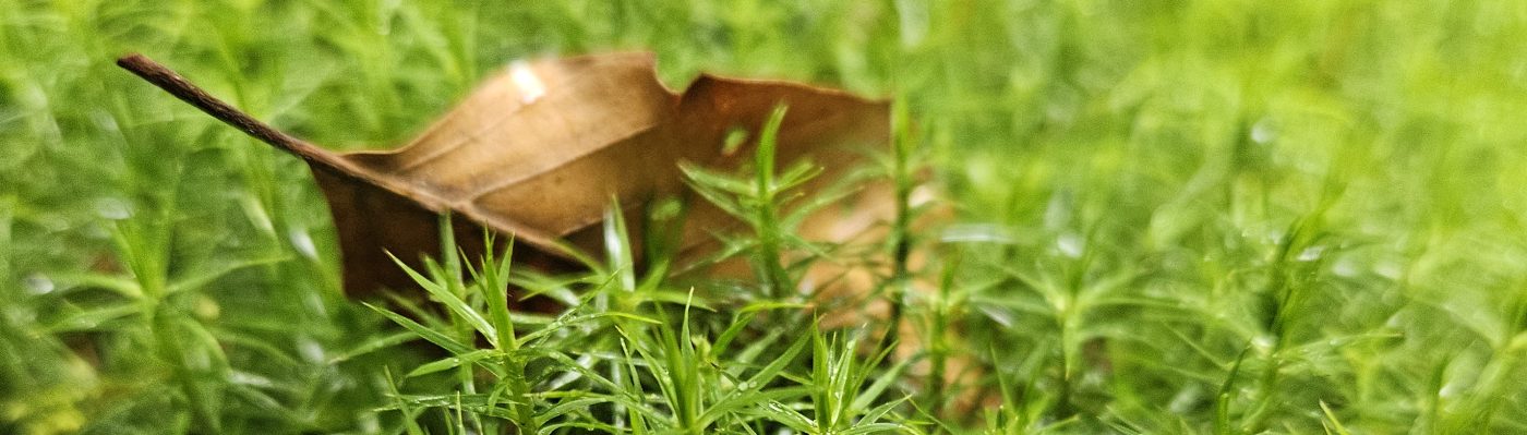 Naturcoaching Dennis Bartelmäs 