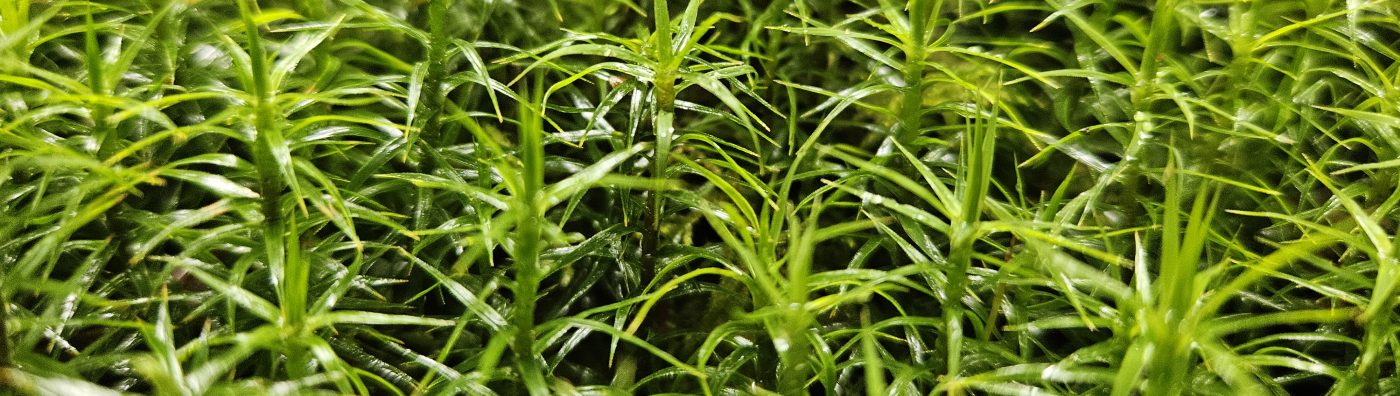 Naturcoaching Dennis Bartelmäs 