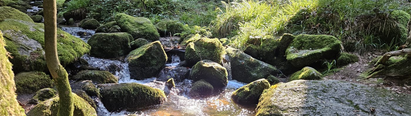 Naturcoaching Dennis Bartelmäs 